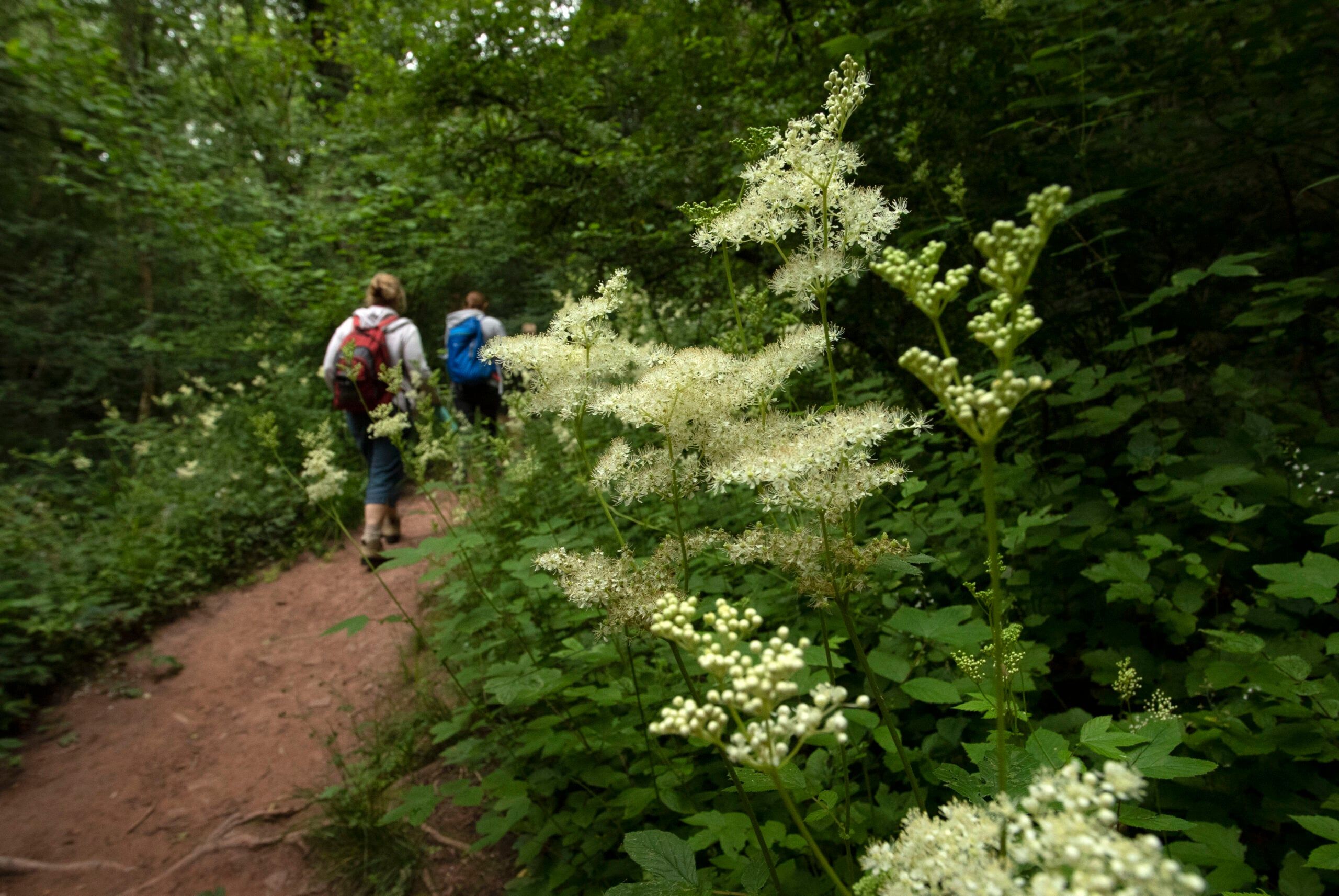 Guided Walk: Explore Plant Folklore
