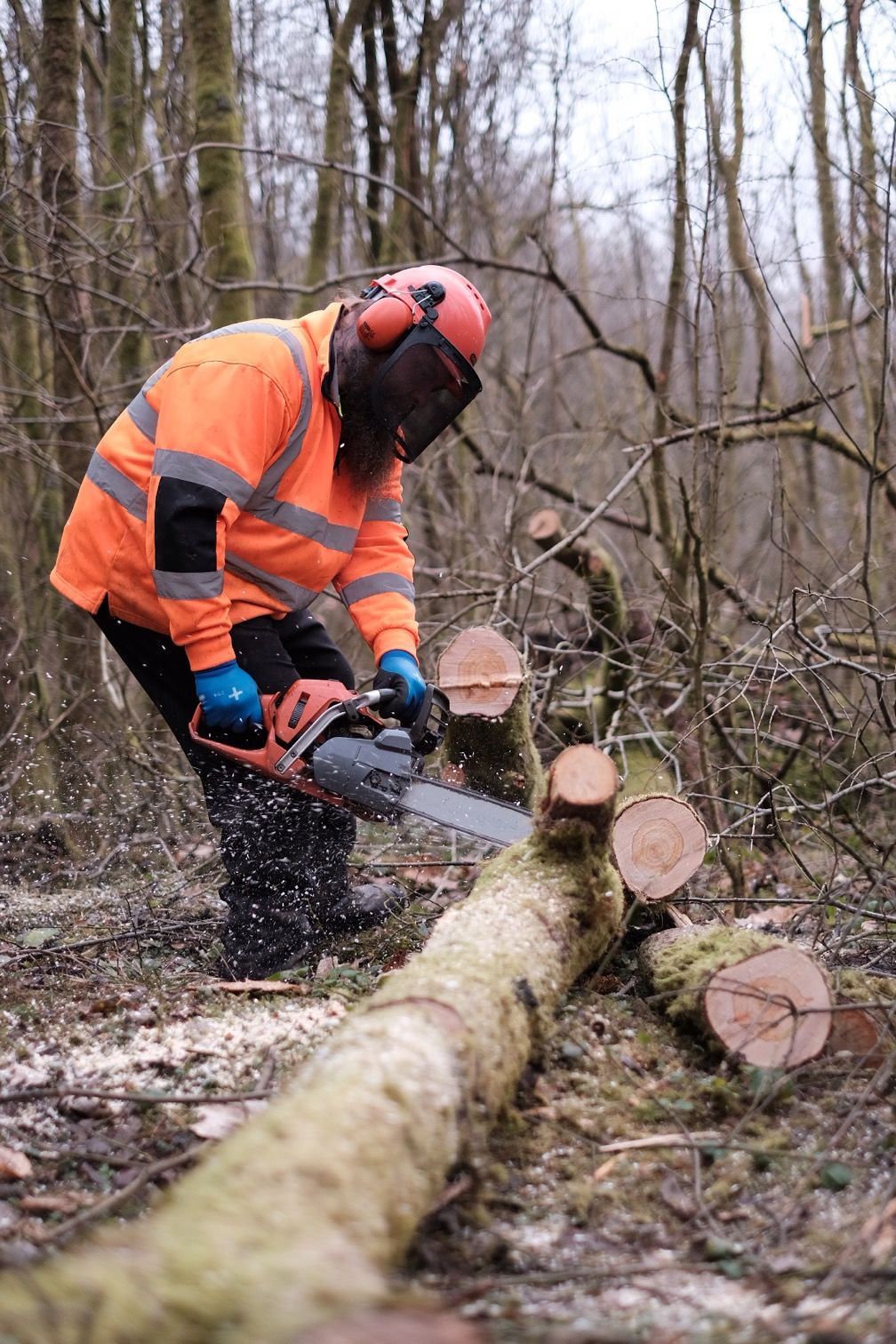 Forestry & Arboriculture <br> NVQ Level 2 Diploma
