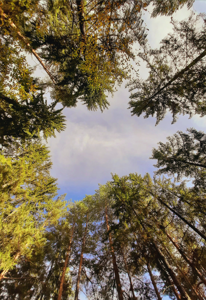 Future Forests