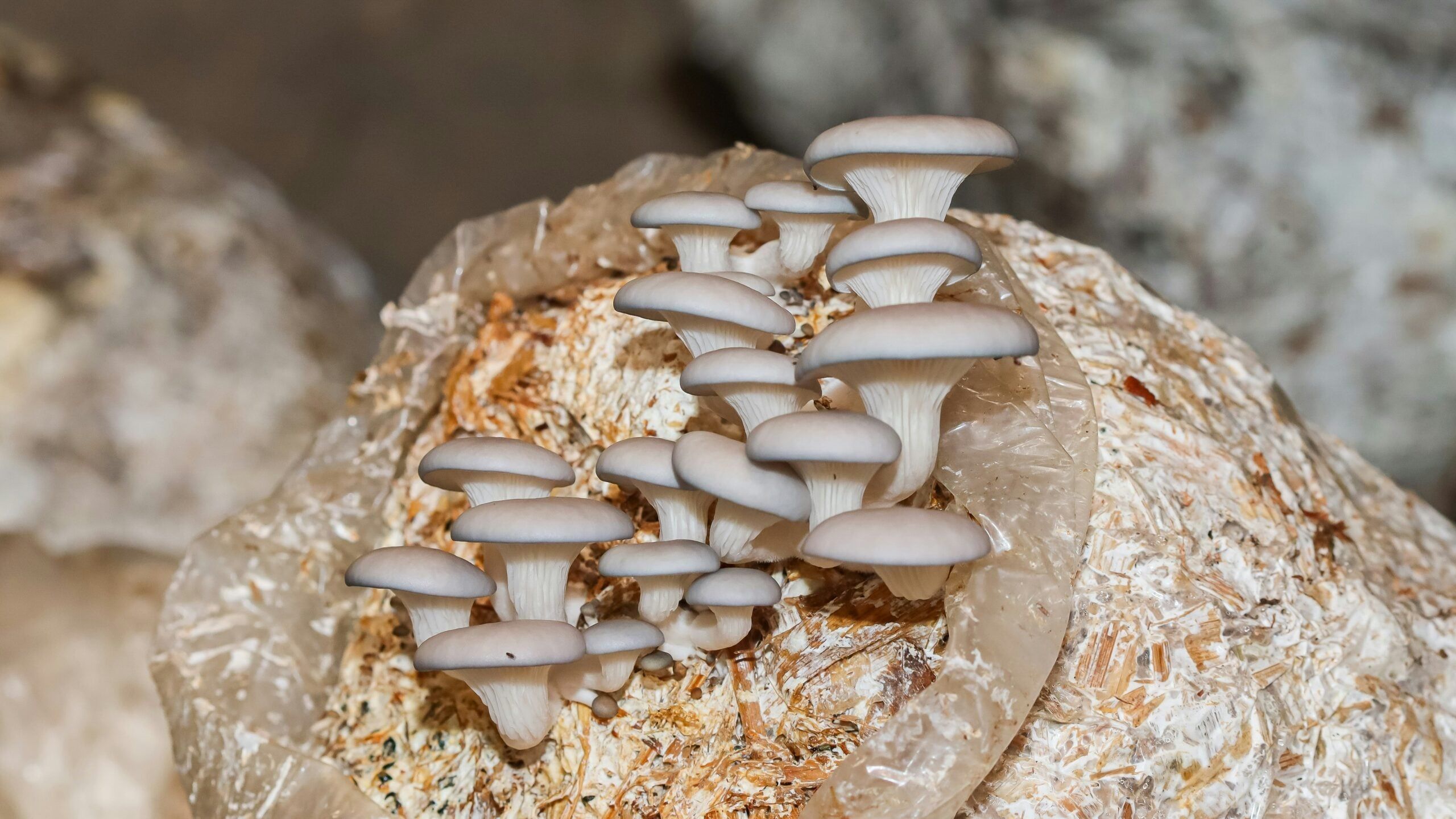 Learn to Grow Your Own Mushrooms